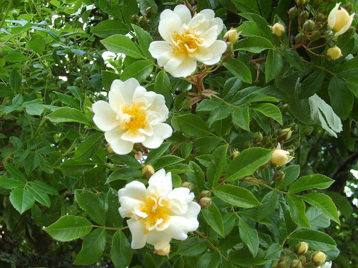 Rosa helenae2.JPG - ROSA HELENAE (ARTEN) (Vildros. Upptäckt av Edward Wilson i Kina 1907).

De flesta rosor som säljs under detta namn är egentligen hybrider.  R. helanae har små, enkla vita blommor i stora klasar med intensiv doft. Denna ros är en mycket stark klättrare, en egenskap som har gått i arv till dess hybrider. En underbar, otroligt starkväxande sort som lämpar sig för trädklättring. Massor av orangeröda nypon. Uppkallad efter botanisten och upptäckresande Wilsons hustru, Helen. Storlek: 7x6m. Zon III -V.

